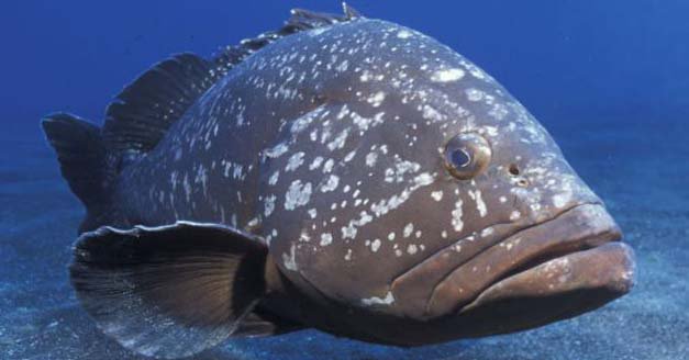 Cernia: Scopriamo le caratteristiche di questo pesce pregiato | Marblu