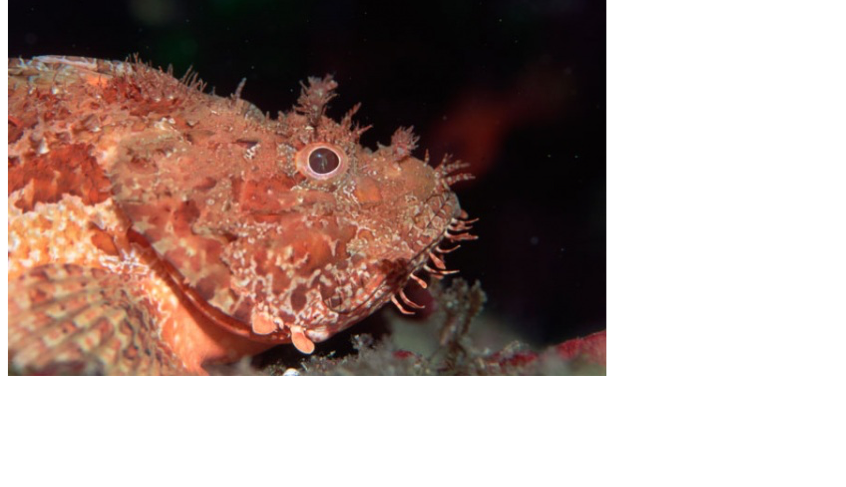 Lo scorfano rosso: il pesce mimetico del mare