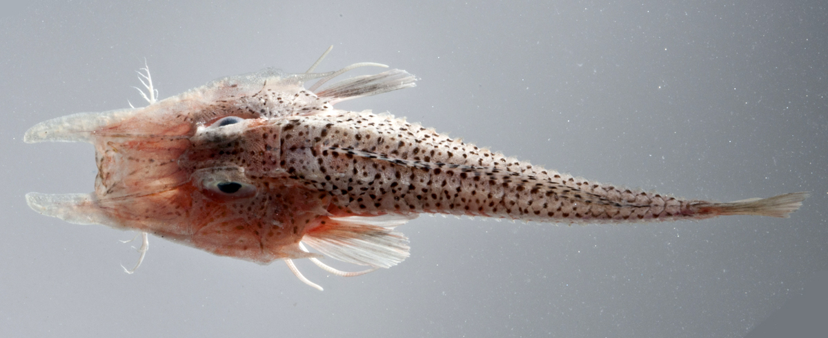 Pesce Gambero, avvistato in Australia